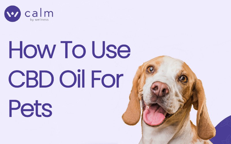 How to use CBD Oil for pets