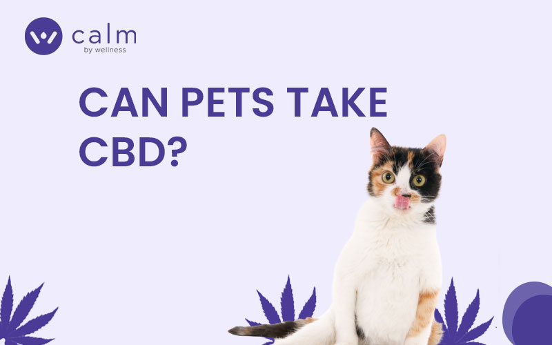 Can pets take CBD?